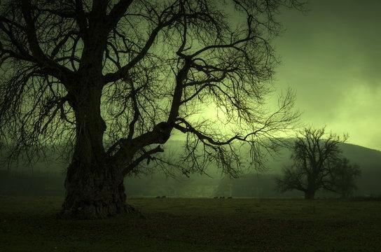 tree